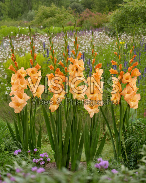 Gladiolus oranje