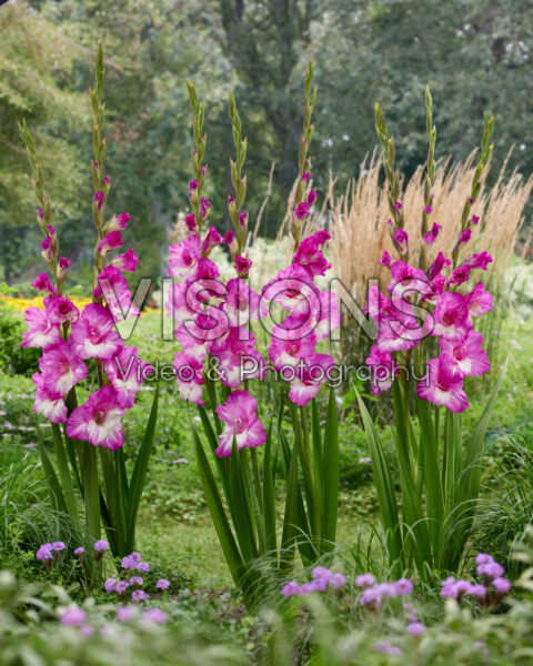 Gladiolus Anouk