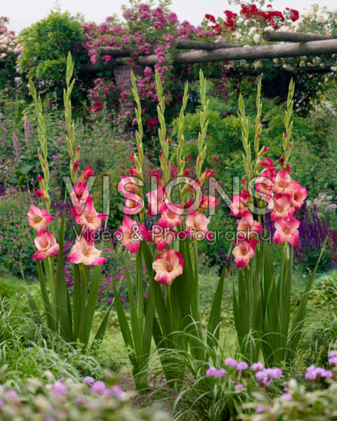Gladiolus Apricot Bubble Gum
