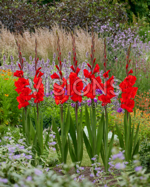 Gladiolus Dador de Pan Gladiolus Dador de Pan