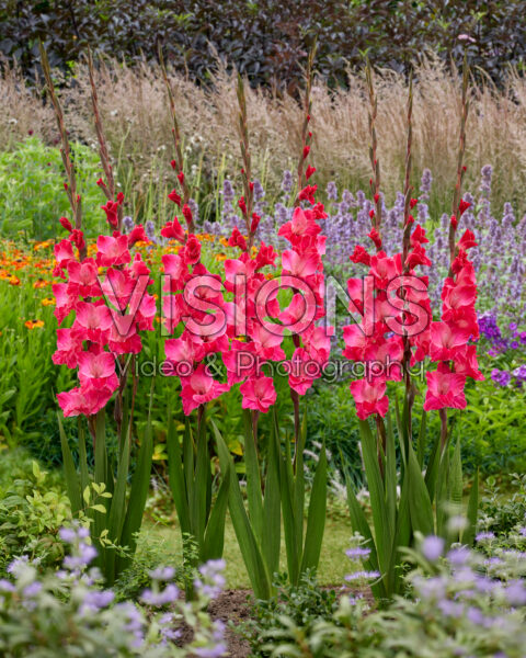 Gladiolus Fairytale Pink Gladiolus Fairytale Pink