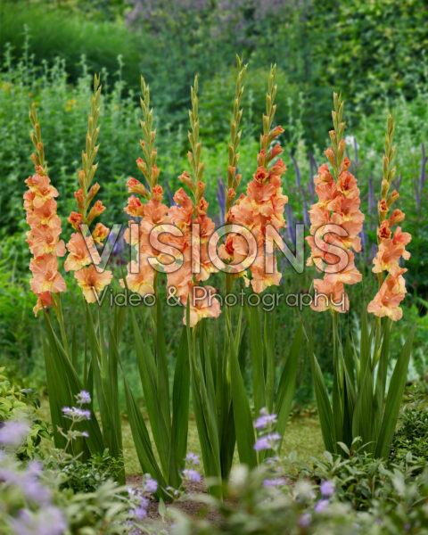 Gladiolus orange bicolour