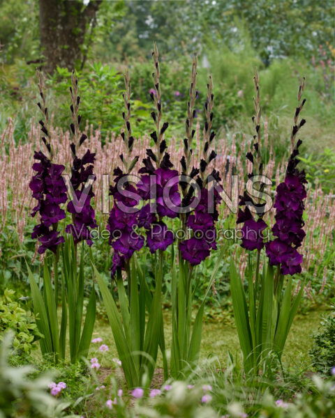 Gladiolus Mombasa Gladiolus Mombasa