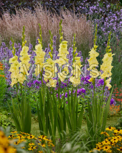 Gladiolus yellow