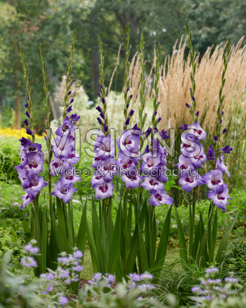 Gladiolus Vista