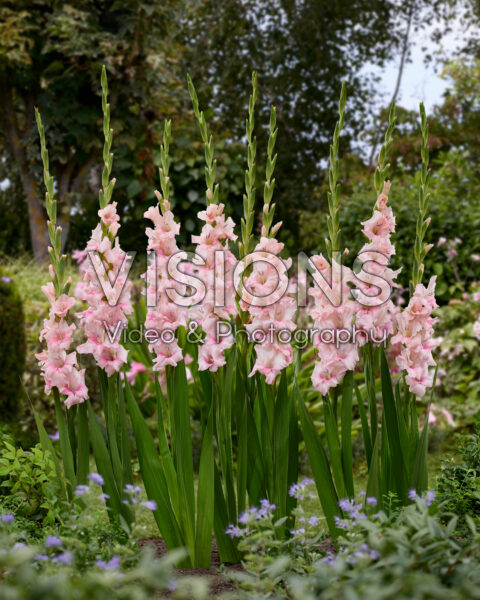 Gladiolus Adrenalin