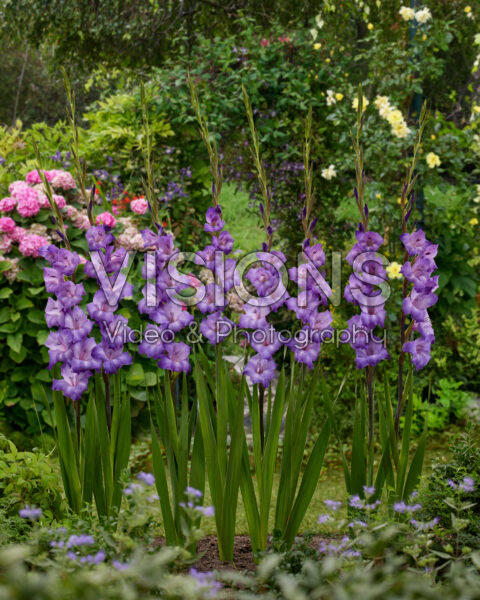 Gladiolus Performer Gladiolus Performer