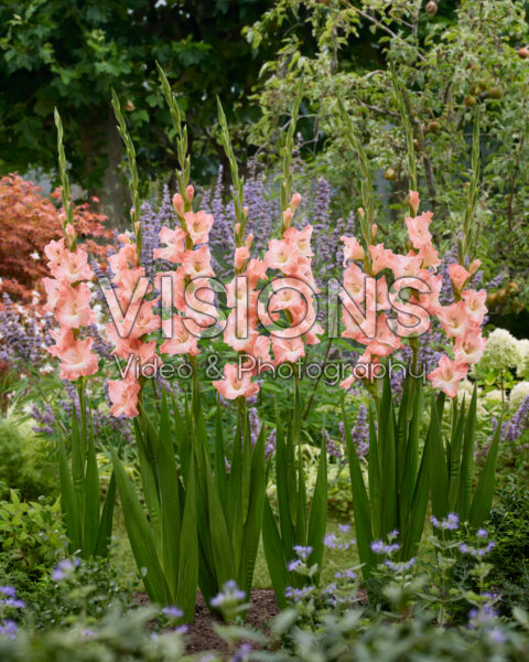 Gladiolus Karma Gladiolus Karma