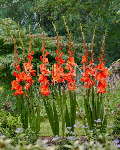 Gladiolus Live Oak Gladiolus Live Oak