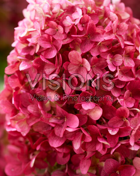 Hydrangea paniculata Living Little Rosy®