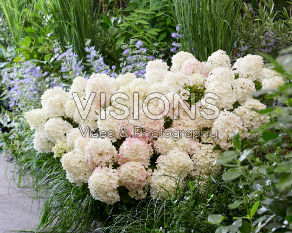 Hydrangea paniculata Living Little Rosy® Hydrangea paniculata Living Little Rosy®