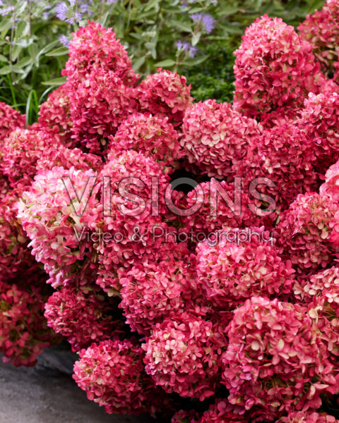 Hydrangea paniculata Living Little Rosy® Hydrangea paniculata Living Little Rosy®