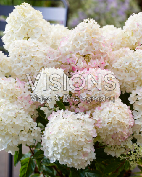 Hydrangea paniculata Living Little Rosy® Hydrangea paniculata Living Little Rosy®