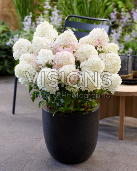 Hydrangea paniculata Living Little Rosy® Hydrangea paniculata Living Little Rosy®