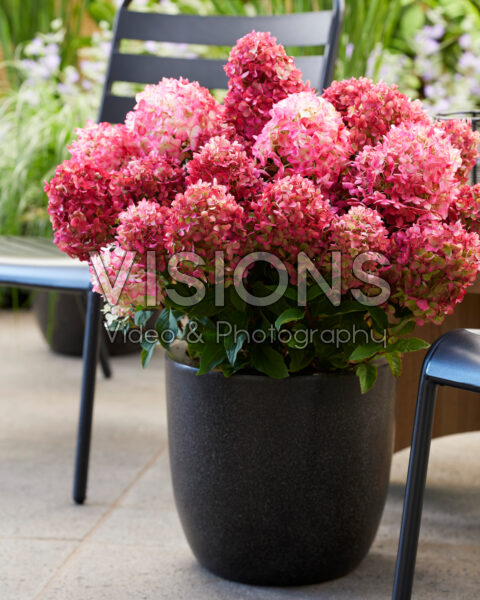 Hydrangea paniculata Living Little Rosy® Hydrangea paniculata Living Little Rosy®
