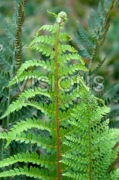 Polystichum setiferum