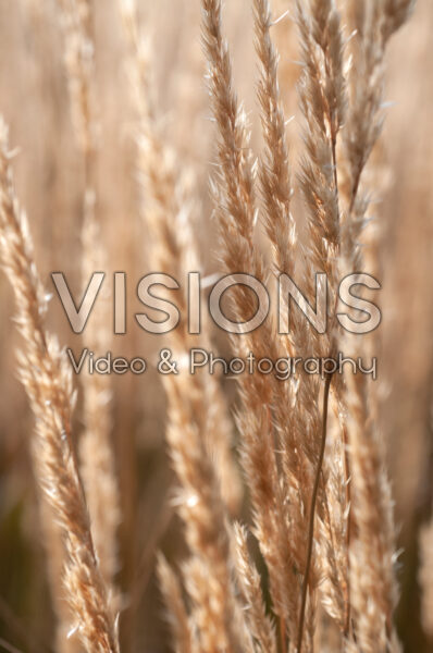 Calamagrostis x acutiflora Calamagrostis x acutiflora