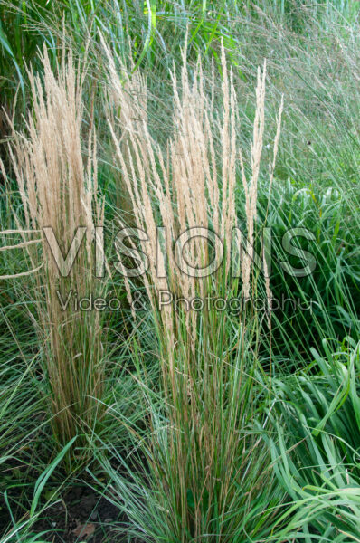 Calamagrostis x acutiflora Overdam Calamagrostis x acutiflora Overdam