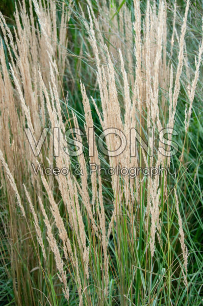 Calamagrostis x acutiflora Overdam