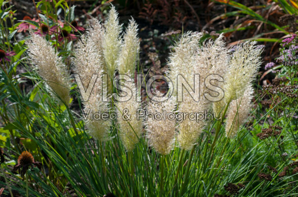 Cortaderia