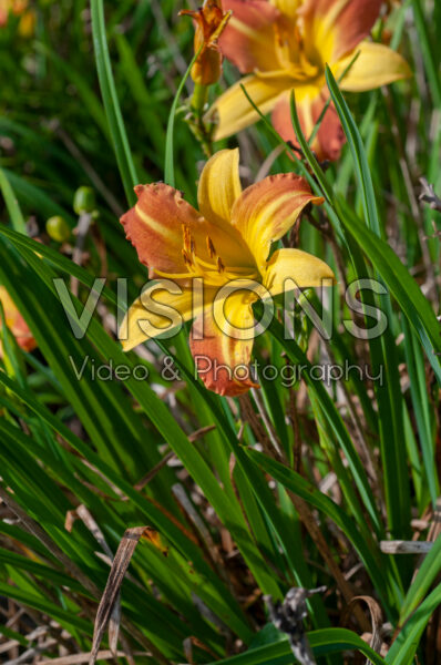 Hemerocallis EveryDaylily™ Punch Yellow® Hemerocallis EveryDaylily™ Punch Yellow®