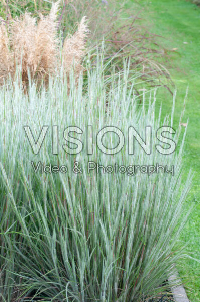 Schizachyrium scoparium Ha Ha Tonka Schizachyrium scoparium Ha Ha Tonka