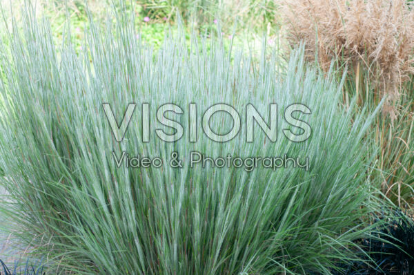 Schizachyrium scoparium Ha Ha Tonka Schizachyrium scoparium Ha Ha Tonka