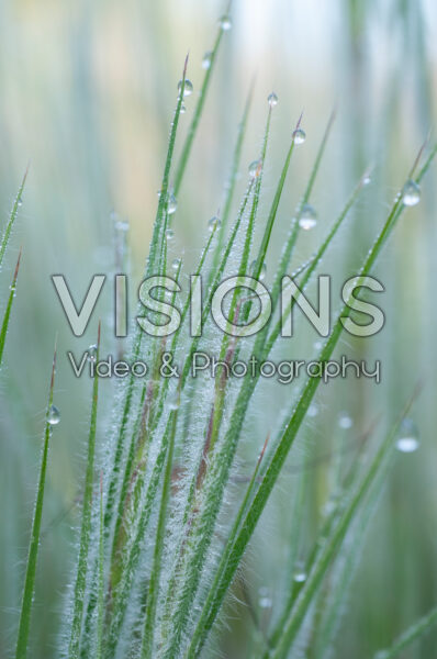 Schizachyrium scoparium Ha Ha Tonka Schizachyrium scoparium Ha Ha Tonka