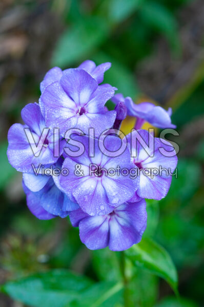 Phlox paniculata Younique® Old Blue Phlox paniculata Younique® Old Blue