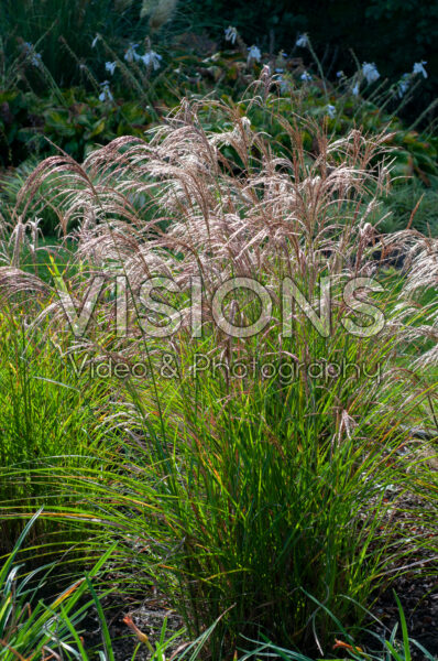 Miscanthus sinensis Red Cloud