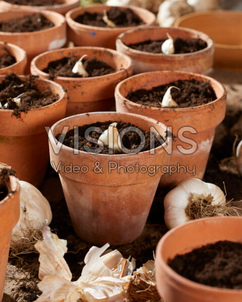 Planting garlic cloves, Allium sativum Precosum