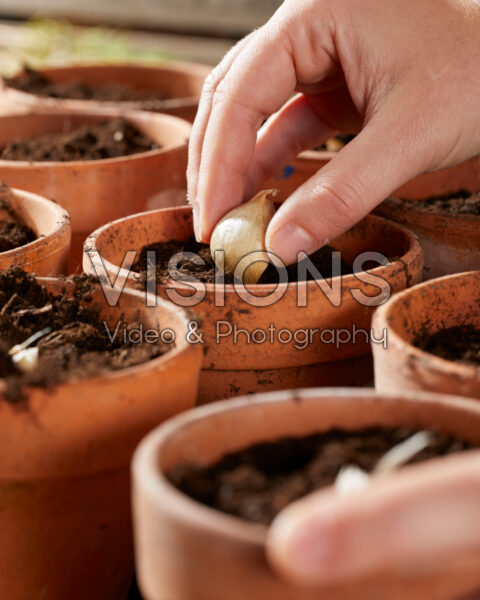 Knoflook tenen planten, Allium sativum Precosum
