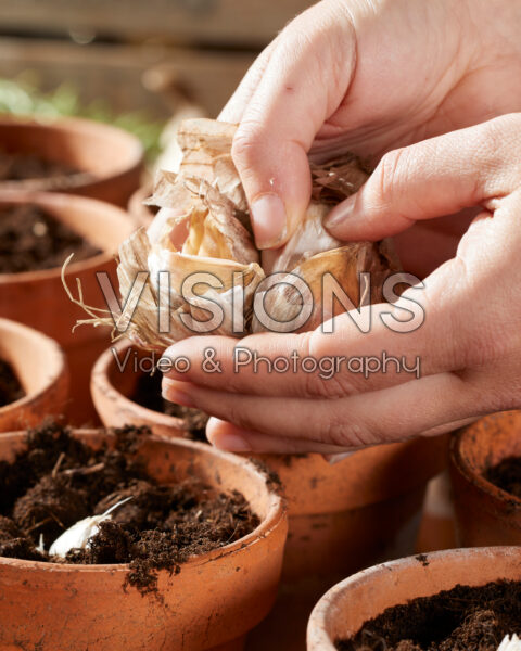 Planting garlic cloves, Allium sativum Precosum