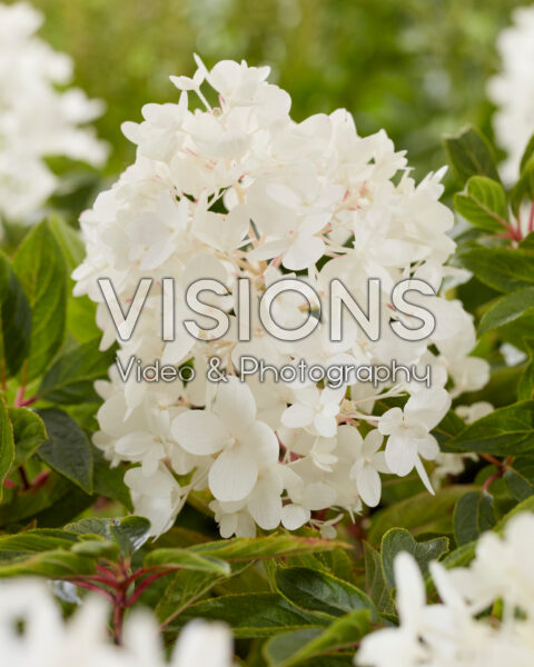 Hydrangea paniculata Groundbreaker® Blush™