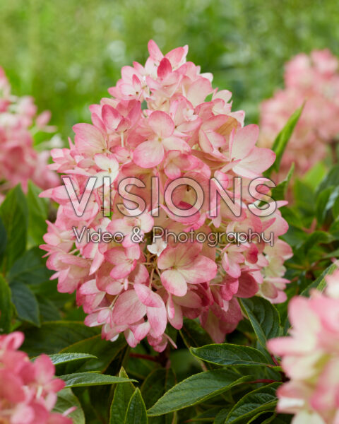 Hydrangea paniculata Groundbreaker® Blush™