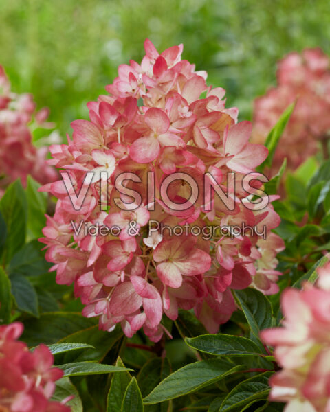 Hydrangea paniculata Groundbreaker® Blush™