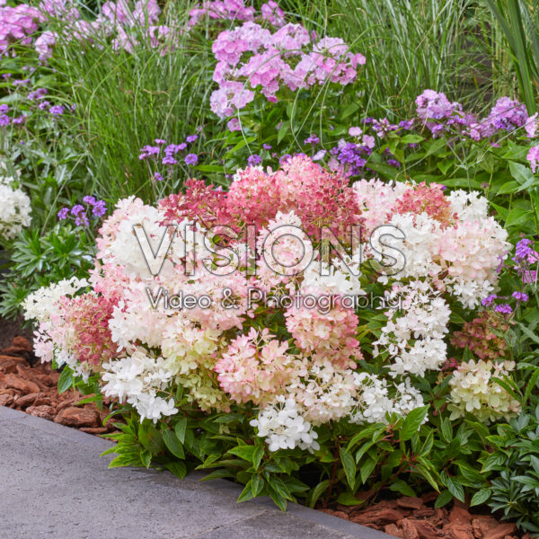 Hydrangea paniculata Groundbreaker® Blush™