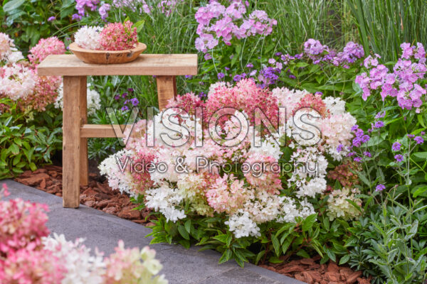 Hydrangea paniculata Groundbreaker® Blush™