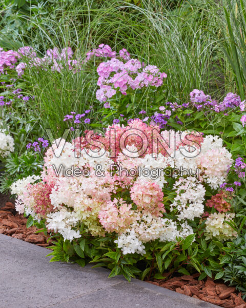 Hydrangea paniculata Groundbreaker® Blush™ Hydrangea paniculata Groundbreaker® Blush™