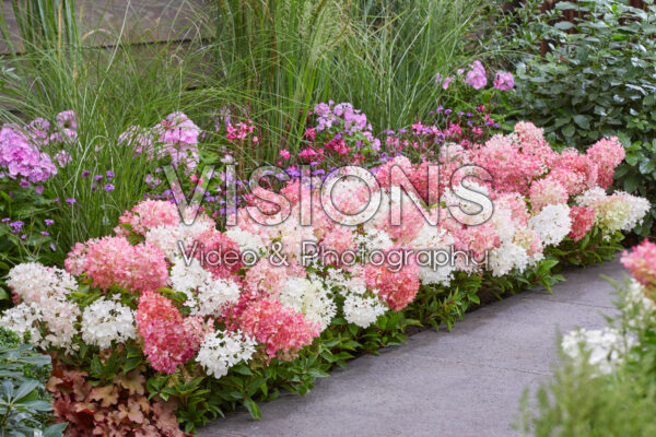 Hydrangea paniculata Groundbreaker® Blush™