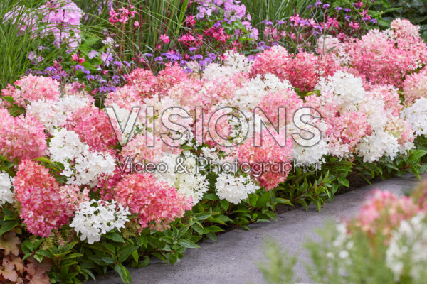 Hydrangea paniculata Groundbreaker® Blush™