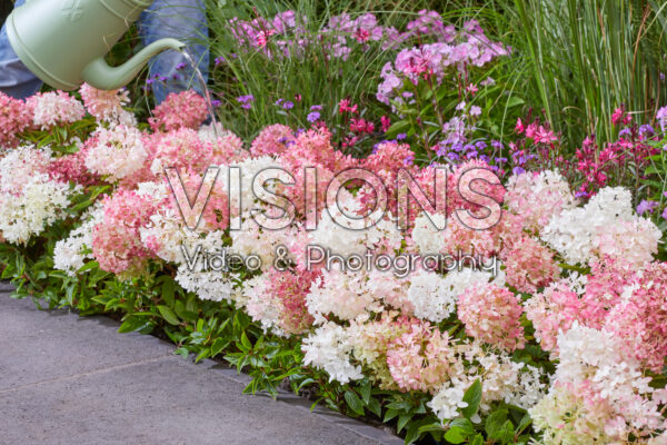 Hydrangea paniculata Groundbreaker® Blush™