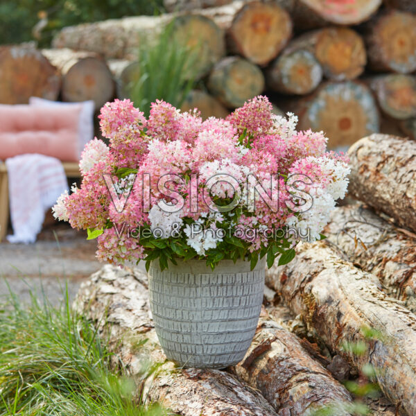 Hydrangea paniculata Groundbreaker® Blush™ Hydrangea paniculata Groundbreaker® Blush™