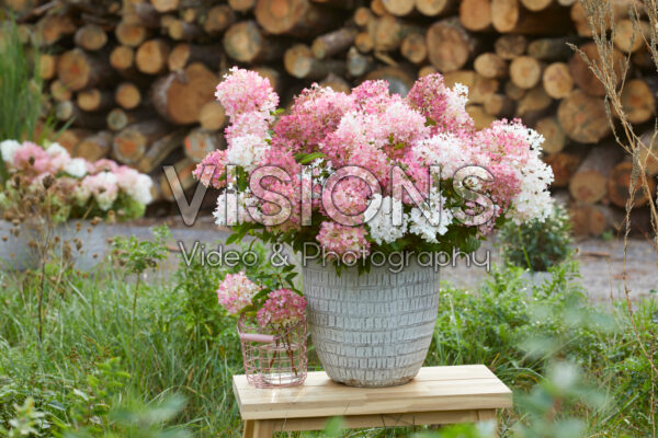 Hydrangea paniculata Groundbreaker® Blush™