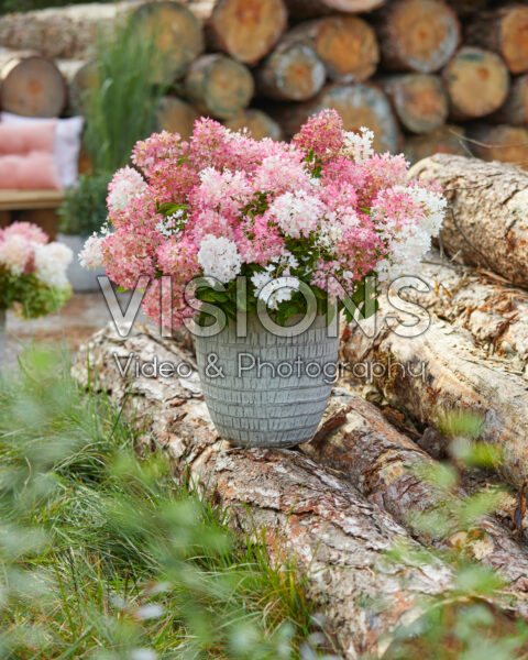 Hydrangea paniculata Groundbreaker® Blush™