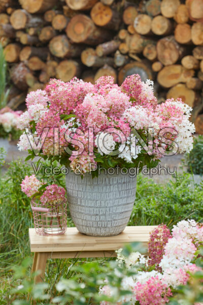 Hydrangea paniculata Groundbreaker® Blush™