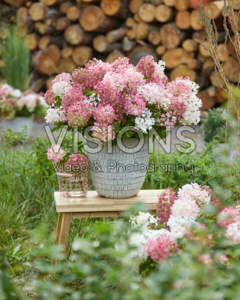 Hydrangea paniculata Groundbreaker® Blush™