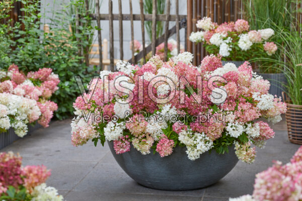 Hydrangea paniculata Groundbreaker® Blush™