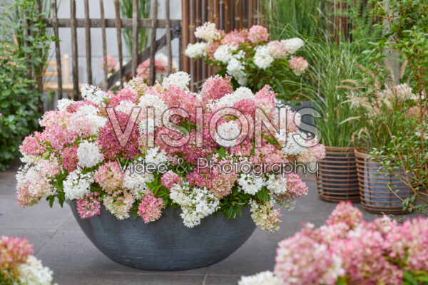 Hydrangea paniculata Groundbreaker® Blush™