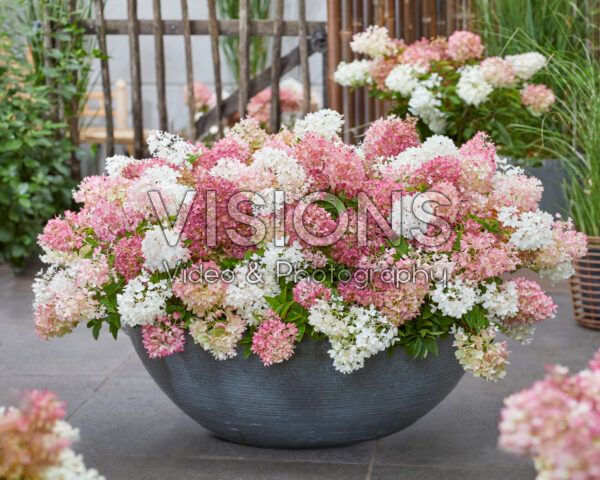 Hydrangea paniculata Groundbreaker® Blush™